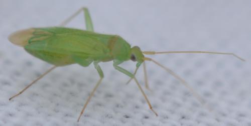 Réf. 307 044 : Orthotylus sp.